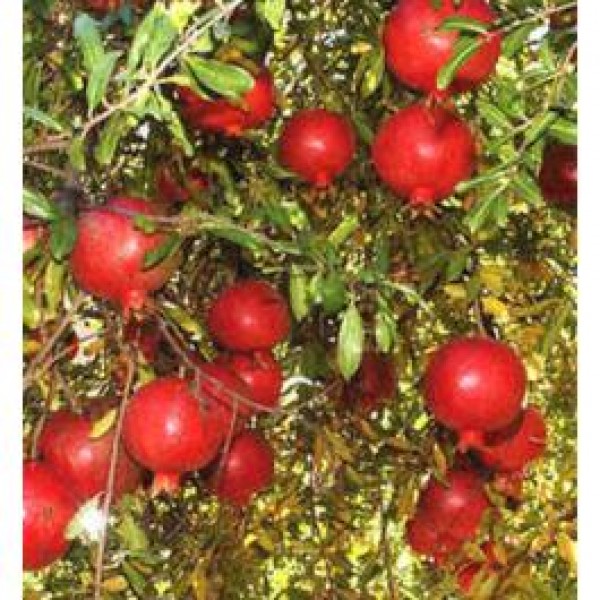 Punica Granatum - Pomegranate, Anar 